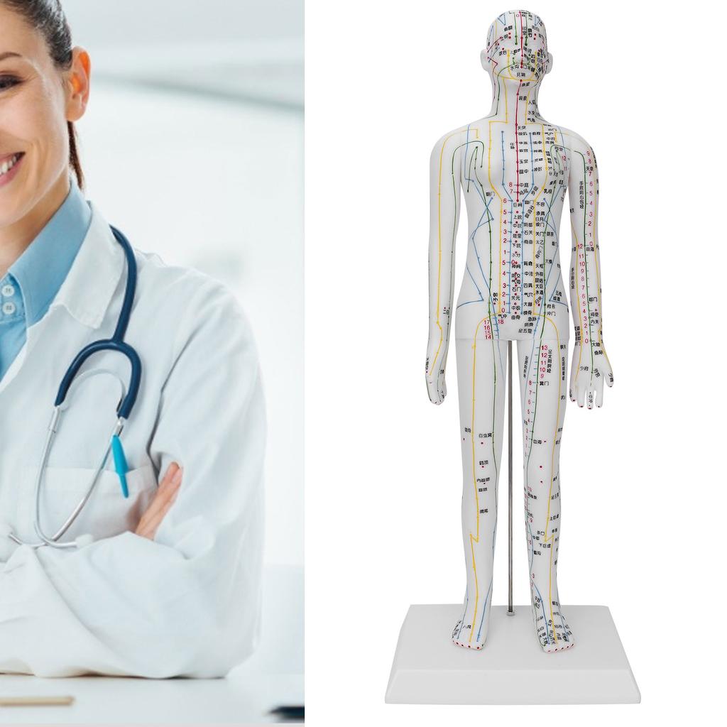 Teaching Acupuncture Meridians Model Women Acupuncture Model with Base Acupuncture Needle Set