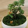 Simulare Micro Peisaj Melc Mic Decor Grădină Ornament Melc Model Melc Artizanat Rășină Figurine Miniaturale Decor Acasă