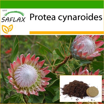 Giant King Protea – 5 Samen – Mit Blumenerde für eine bessere Kultivierung – Protea cynaroides