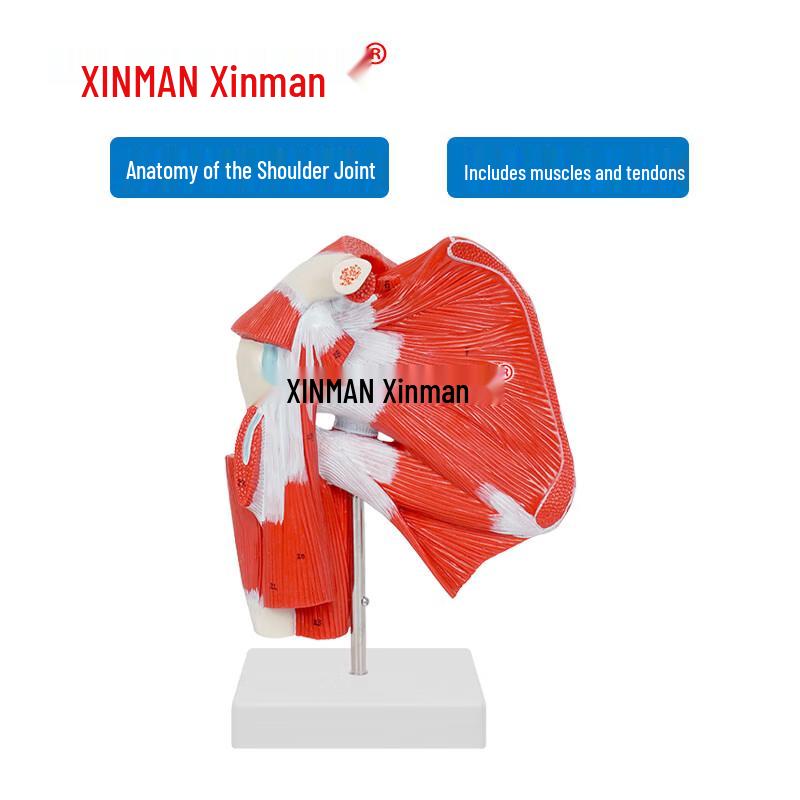 Human Shoulder Joint Muscle and Tendon Model
