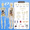 Children's STEM Educational Human Skeleton Model Toy