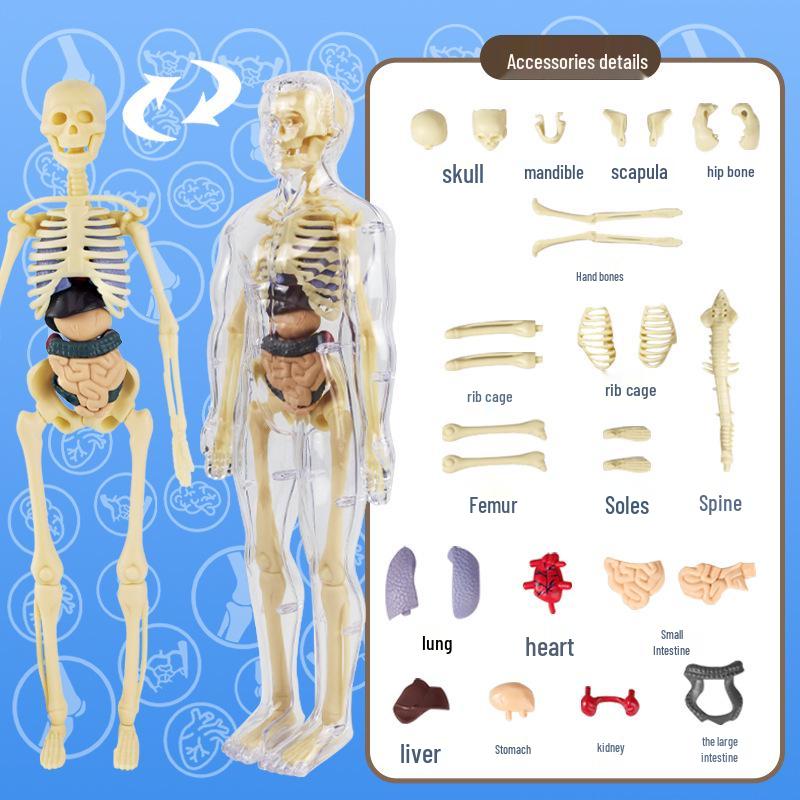 Children's STEM Educational Human Skeleton Model Toy
