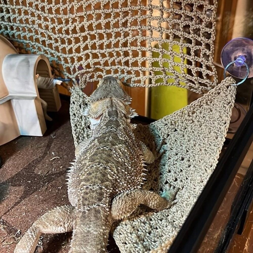 Suction Cup Pet Climbing Net Breathable Mesh Reptile Mesh Hammock Lizard Hammock  Pet Resting