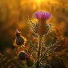 150 Wild Thistle Seeds (Cirsium Arvense)