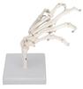 Monolife Hand Joint Model, Hand Skeleton Model, Educational Model, Right Hand, Wrist, Articulated Type