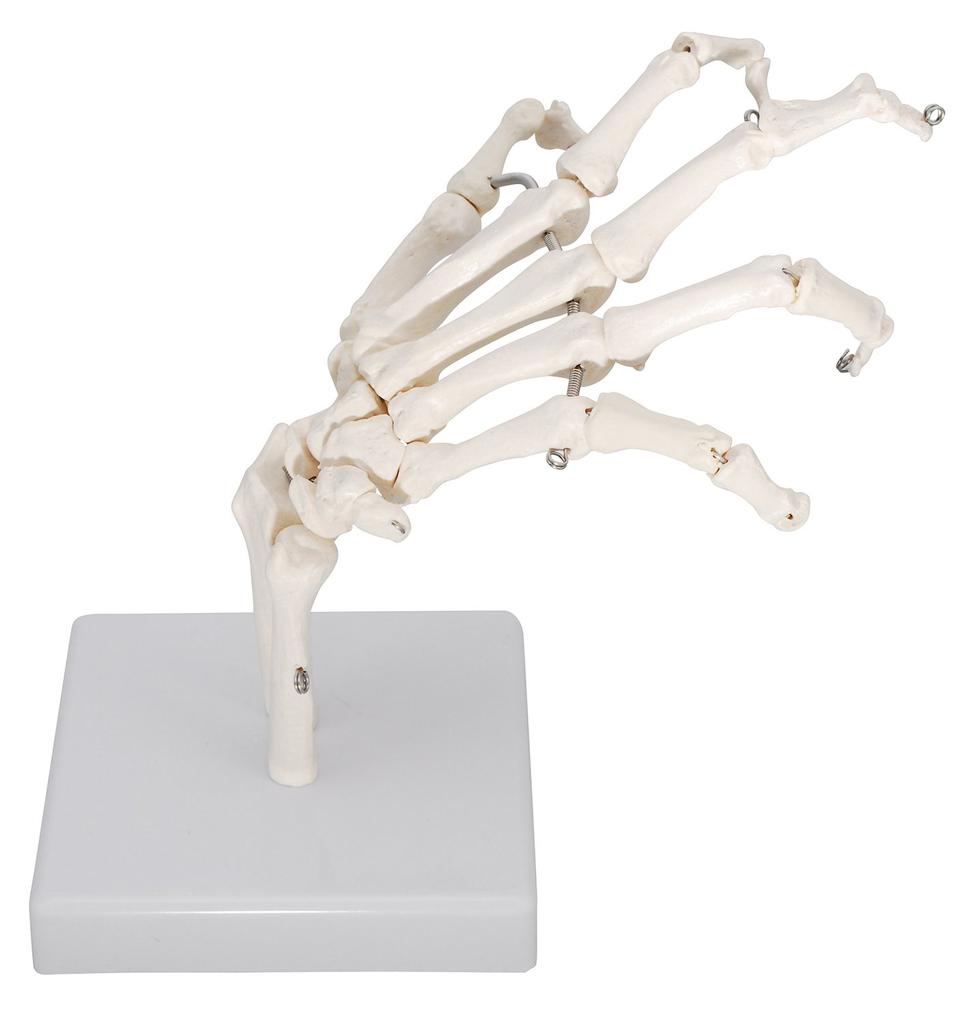 Monolife Hand Joint Model, Hand Skeleton Model, Educational Model, Right Hand, Wrist, Articulated Type