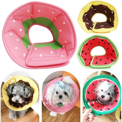 Cães – Cuidados de cães