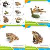 Childrens Wild Animal Pvc Collection With Realistic Tree Frog And Toad Figurines For Educational Play