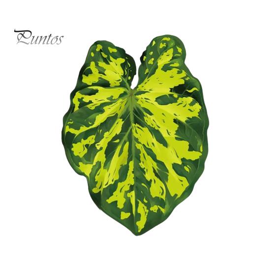 Tropical Plant Refrigerator Magnets 3D Plants Magnet, Acrylic Green Decorative Fridge Home Decor Memo Notes Photo Holder for Kitchen Office