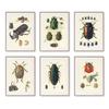 Vintage Beetle Insect Poster Specimen Retro Illustration Wall Art Canvas Painting Posters and Prints Picture for Living Room No Frame