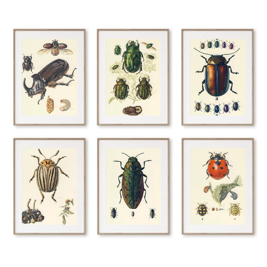 Vintage Beetle Insect Poster Specimen Retro Illustration Wall Art Canvas Painting Posters and Prints Picture for Living Room No Frame