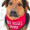 Kostenlose Küsse XOXO Haustier Hund Junge Mädchen rot Bandana Schal frohen Valentinstag Dekoration Hundeliebhaber Mama Papa Geschenk Präsent Foto Requisiten