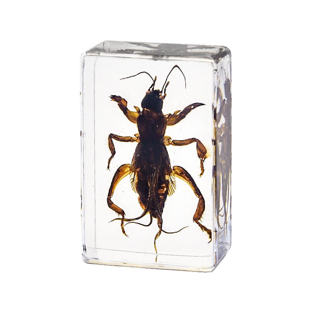 Okazy Owadów: Prawdziwy Pająk, Skorpion, Osa Błotna w Przezroczystej Żywicy do Nauczania i Dekoracji