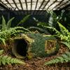 Shrimp Hiding Cave Rotten Tree Reptile Hideout, Hole Aquarium Fish for Hide Cave, Gecko Shelter Tank Terrarium Decoration