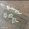 HALL CRYSTAL Flute D Offset D 553mm Long Lily, Model, Clasp,