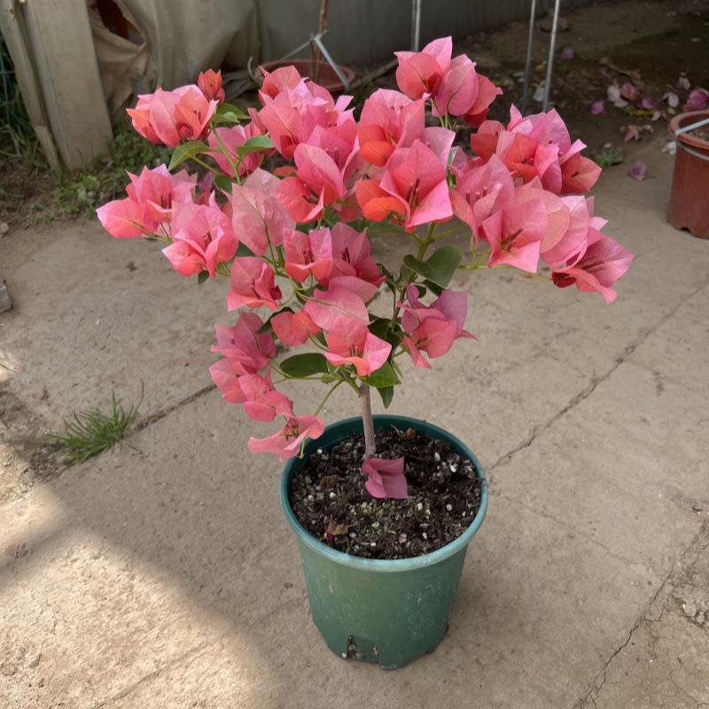 Large Bougainvillea Climbing Plant with Flowers - Indoor/Outdoor Greenery for Balcony and Courtyard
