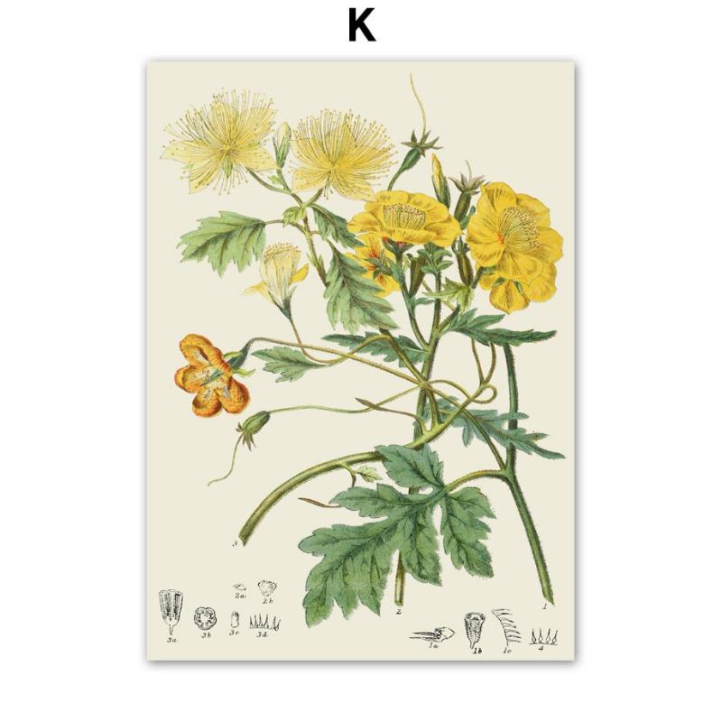 

Изучение растений, цветов и плодов, Медицинская энциклопедия, Ретро постеры и принты, Настенное искусство, Холст, Живопись, Картины для декора гостиной 21cm×30cm NoFrame