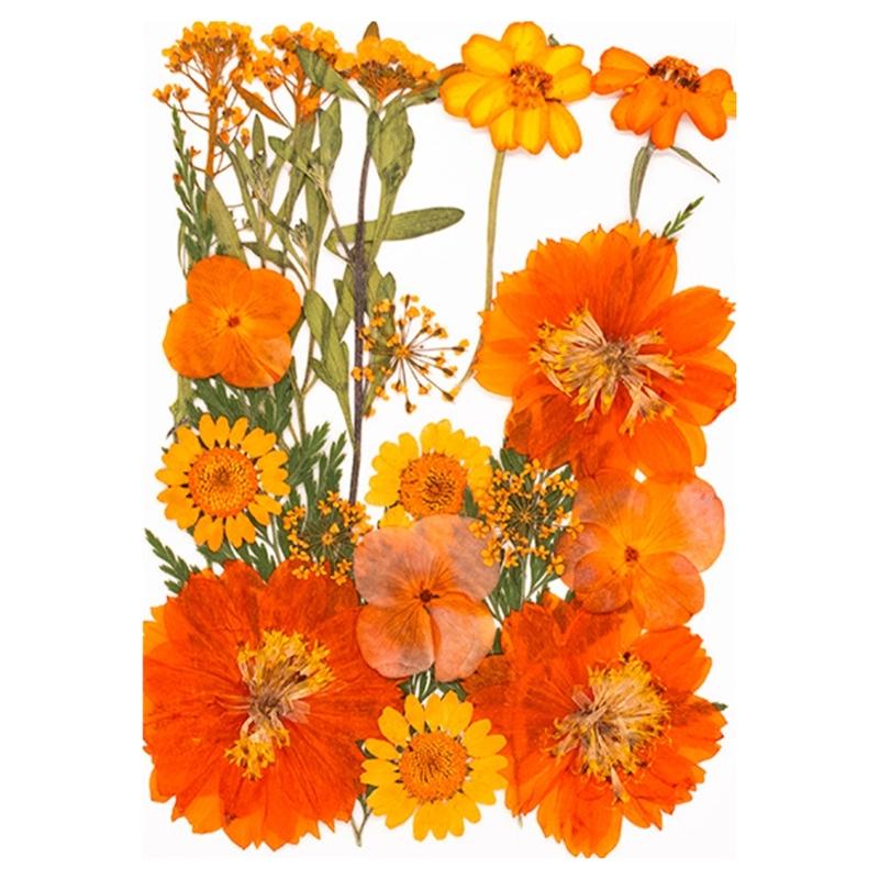 Natural Dried Flower For Epoxy Resin Molds Dry Flowers and Leaves Set for Art Craft Candle Jewelry Making Scrapbooking