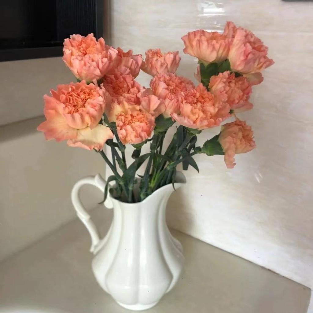 Carnation Fresh Cut Flowers for Teacher's Day, Women's Day, Family Arrangements, and Goddess Day Gifts.