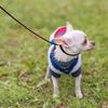 0.6*150cm Soft and Slim Thin Real Leather Slip Leads Dog Training Leashes for Small Medium Puppy Leather Slip Chain Collar Leash