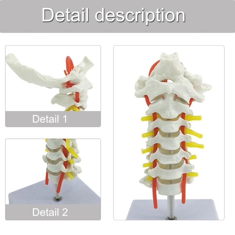 Anatomical Cervical Vertebrae Model Featuring Arteries Nerves Vertebral Discs Medicals Training Tool