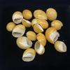 5 Stück/Packung Natürliche Goldene Kaurimuscheln 25-30mm Süßwasser Gelbe Muscheln Für Harz Handwerk Aquarium Dekoration DIY Schmuck Herstellung