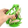 Detachable Biology Education Toy Early Learning Frog Dissection Model Frog Anatomy Model  Kids Toy