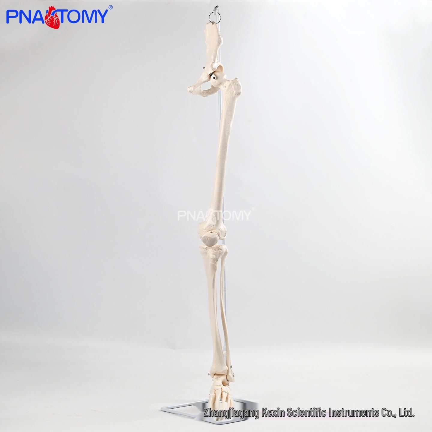 Anatomical Hip & Lower Limb Model for Doctor-Patient Communication PNT-0181B