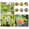 Breathable Fruit Protection Mesh Bag for Melons, Strawberries, Figs, Grapes, and Peaches - Anti-Bird Cover