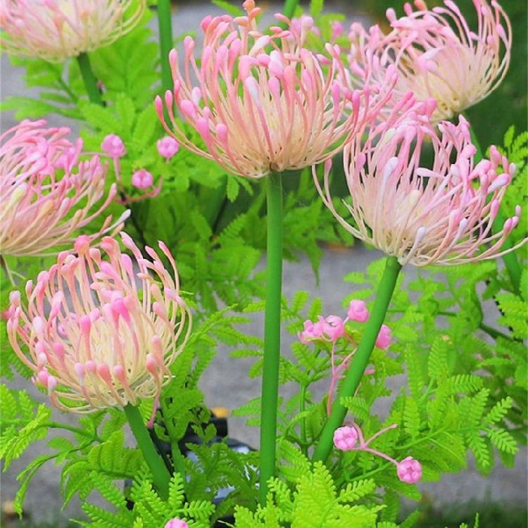 Equinox Flowers Lights LED Outdoor Solar Power Garden Waterproof Energy Saving