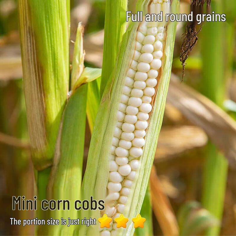 Xunshang Sweet Waxy Pearl Baby Corn