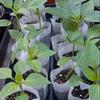 100Pcs Biodegradable Nursery Bag Garden Planting Bag Non-Woven Fabric Plant Grow Bag Seeds Flowerpot Garden Accessories