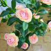Artificial Camellia Rose Tree for Home Decoration