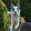 Interactive Pets Chew Toy Dumbbell Dog Toy Wear-resistant Rope Ball with Reflective Strips Dental Care Dog Toy