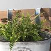 Hanging Flowers Succulents Plant Pots Iron Wall Mounted Indoor Outdoor Garden Decorations Metal Bucket Flowers Basket