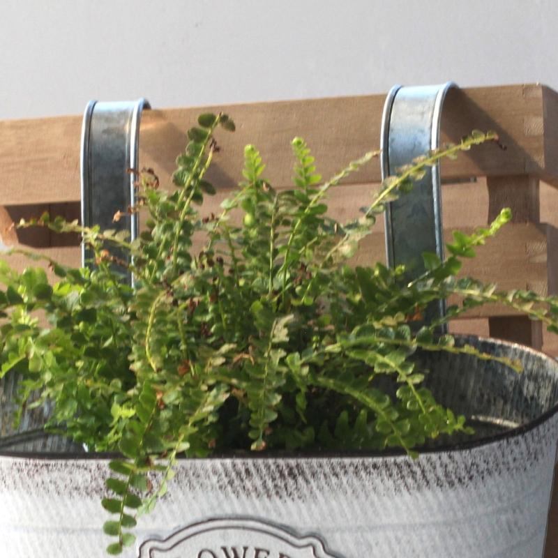 Hanging Flowers Succulents Plant Pots Iron Wall Mounted Indoor Outdoor Garden Decorations Metal Bucket Flowers Basket
