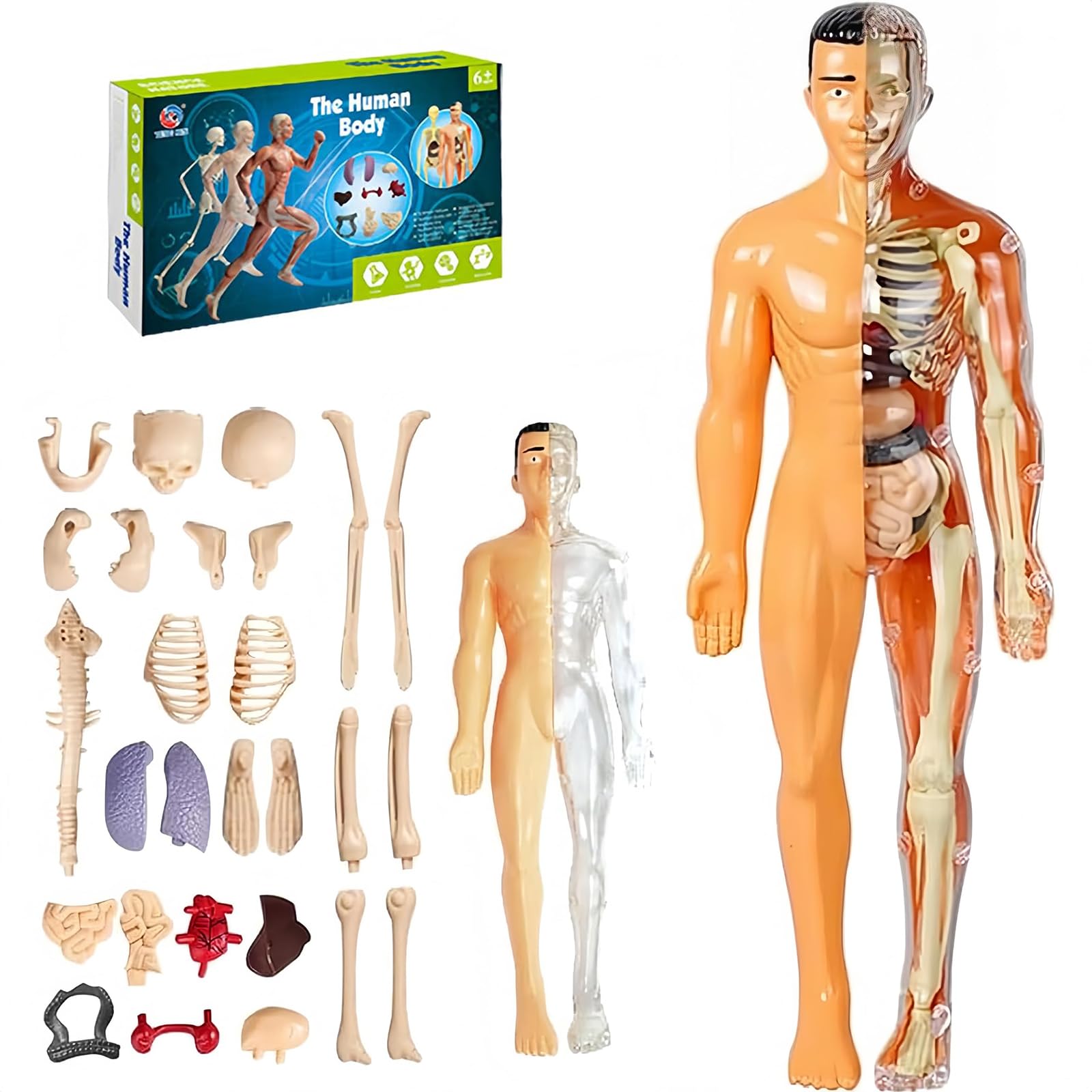 

HYEANHLPYE Human Anatomy Model Toy, Translucent Human Body Model Toy, Mannequin, Removable Organs and Skeleton Model, Disassembly Puzzle Set, 3D Human