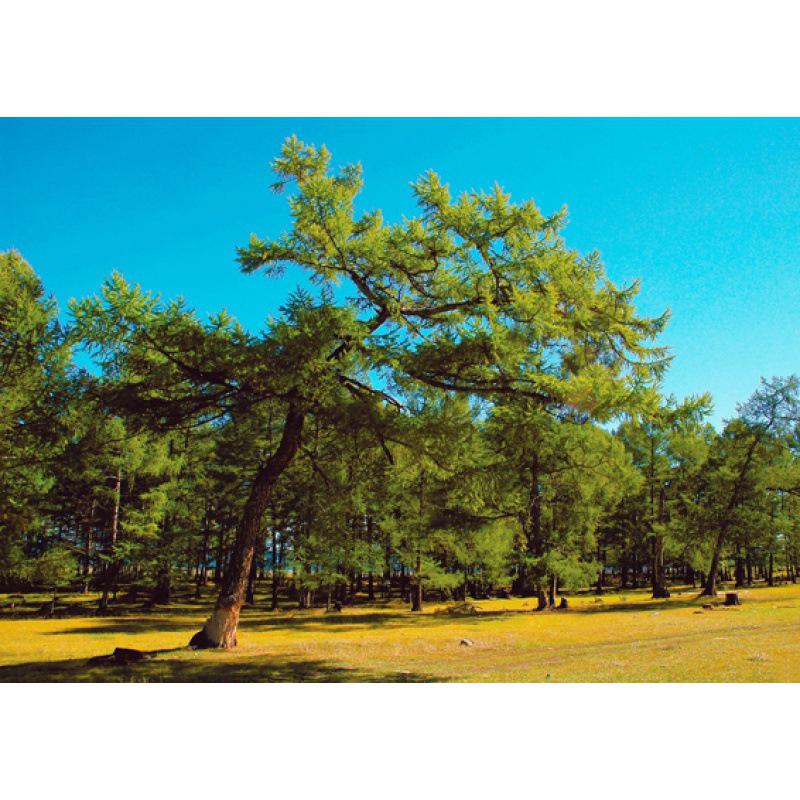 

Siberian Scenery Decorative Kraft Paper Framed Poster White card paper (non-adhesive) 30*42 cm