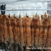 Whole Fox Fur Neck Warmer: Red, White, Blue, Grass Fox with Leather Fur, Winter Scarf.