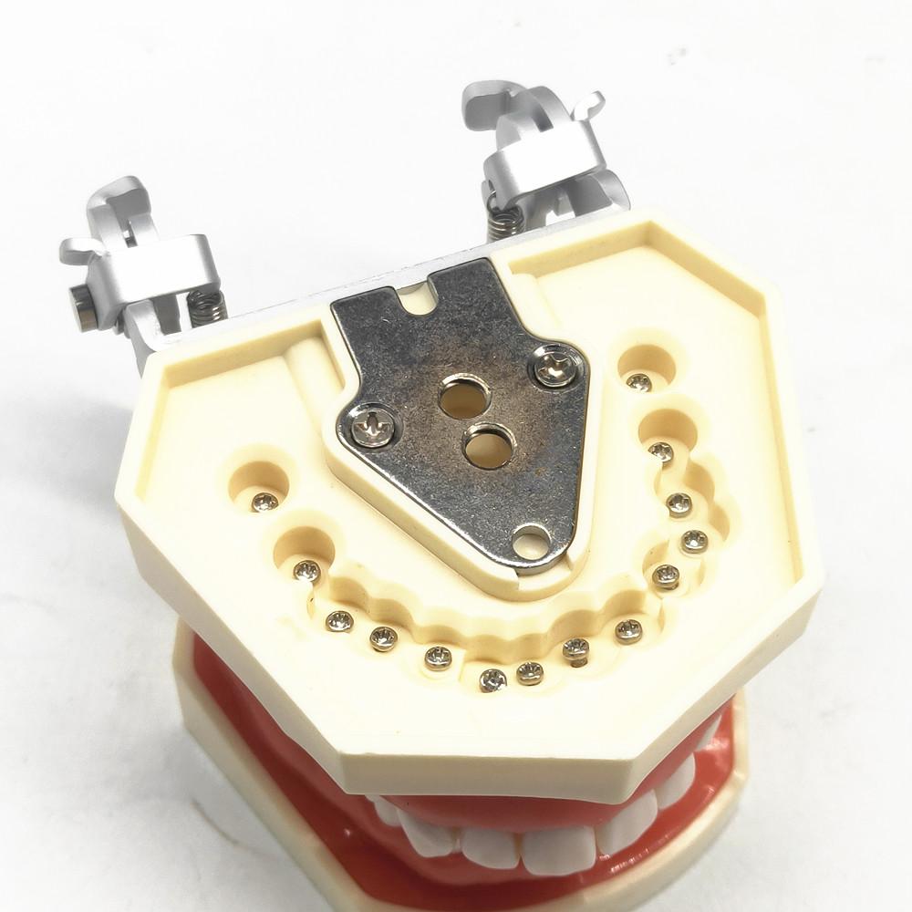 Modèle dentaire dents de gomme modèle d'enseignement modèle de Typodont dentaire Standard démonstration avec modèle de dents amovibles modèles de dentiste