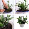 Exttlliy Plastic Arcuated DIY Plant Support Garden Climbing- Flower 4Pcs