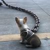 Kreative Hundeleine Lustige Hundekette Lange Welpenleine Große Hunde Spielzeugkette Zubehör Geschirr Leine Dinge für Hunde Lanyard