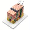35X Human Anatomical Skin Texture Subcutaneous Tissue Dissection Model Anatomy Biology Medical Teaching Tools
