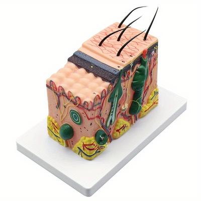 35X Human Anatomical Skin Texture Subcutaneous Tissue Dissection Model Anatomy Biology Medical Teaching Tools