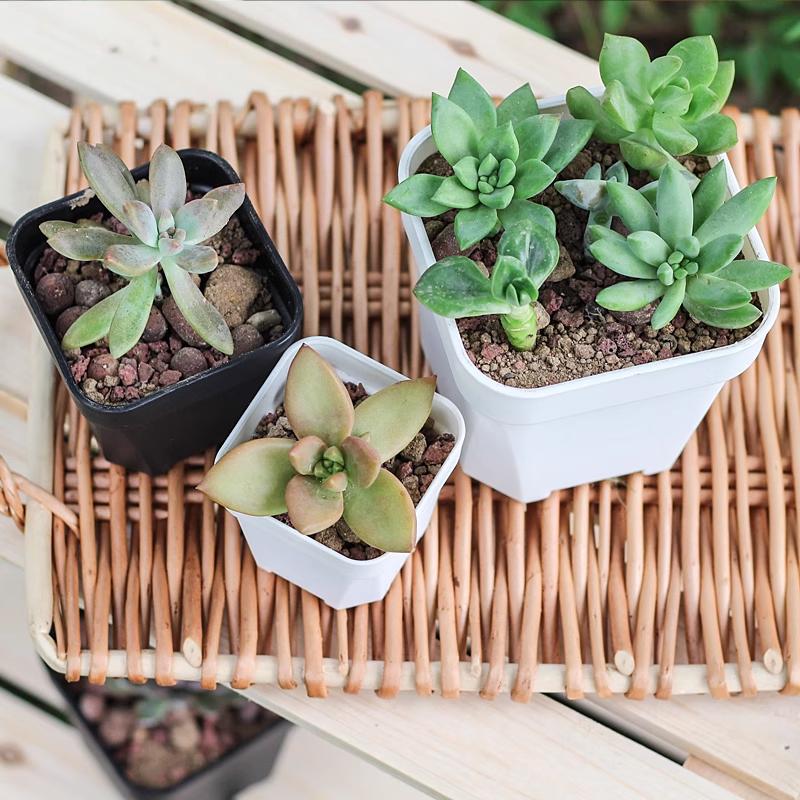 Nowe Zagęszczone Doniczki na Kwiaty Sukulenty Roślina Mała Kwadratowa Doniczka Kaktus Mini Bonsai Doniczka Podstawka Kreatywny Wystrój Domu Biura Narzędzie Ogrodowe