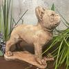 Beautiful Standing Bulldog Figure In Sand Color