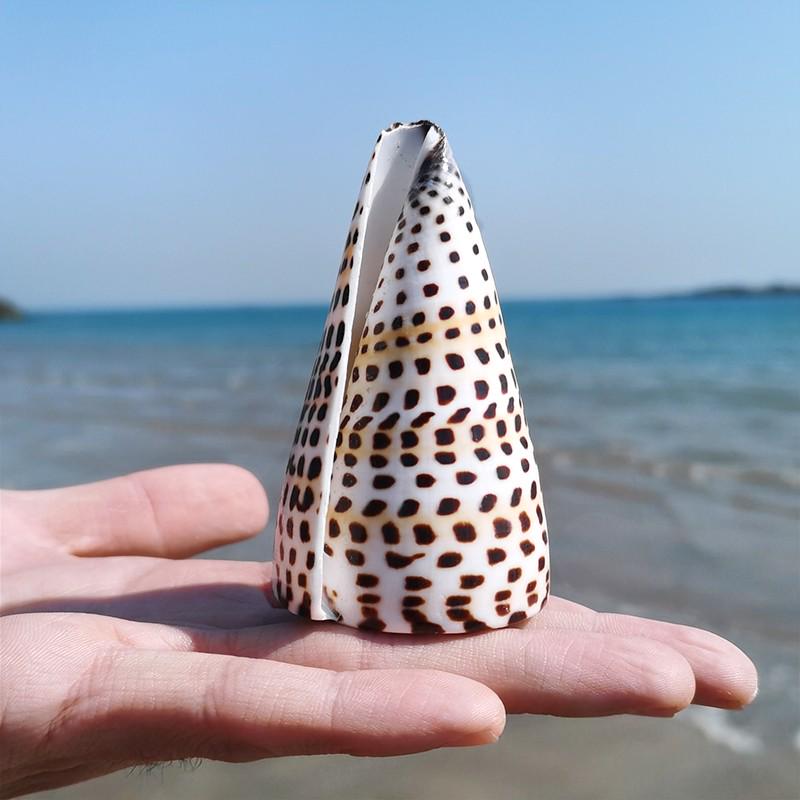 Large Conch Seashell Ornament for Wall Decor, Aquarium Aquascaping, and Sea Sound Collection