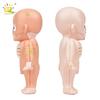 Non-Toxic Kid Montessori 3D Puzzle Human Body Anatomy Model Educational Learning Organ Assembled Toy Body Teaching Tool Children