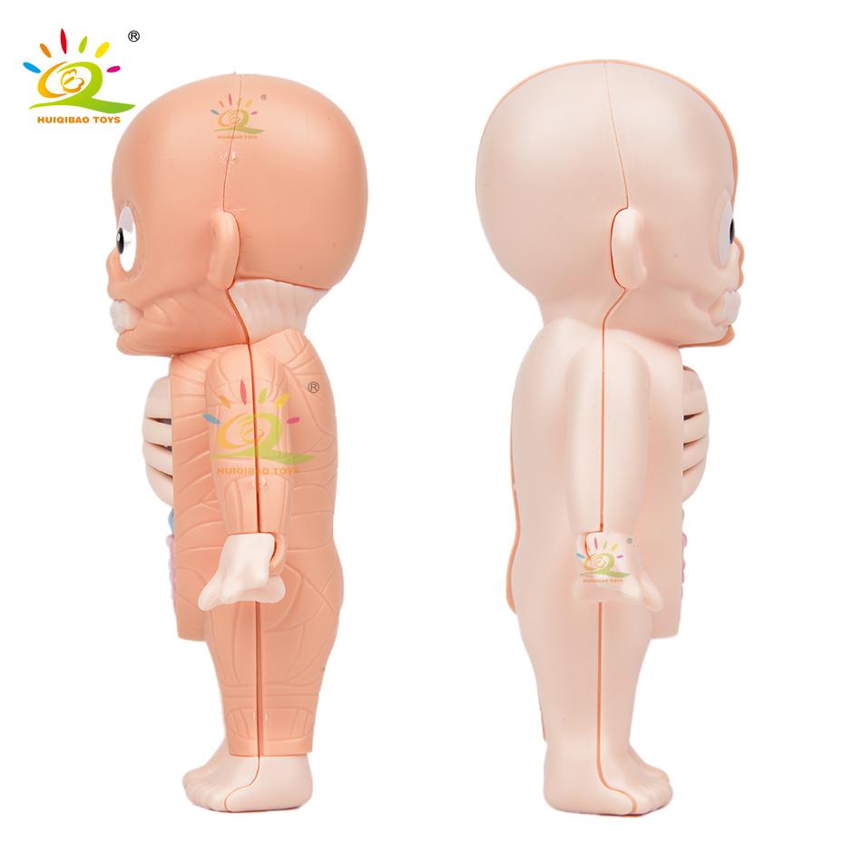 Non-Toxic Kid Montessori 3D Puzzle Human Body Anatomy Model Educational Learning Organ Assembled Toy Body Teaching Tool Children