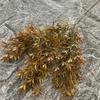 Grass Star Lifelike Greenery For Styling And Wedding Home Gift Decoration